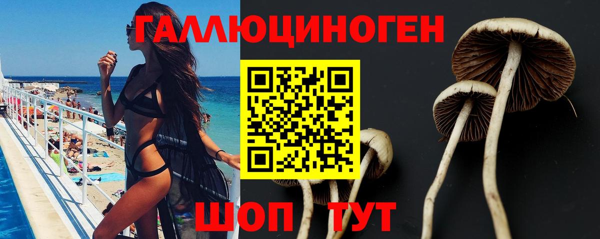 Галлюциногенные грибы Psilocybine cubensis Славгород